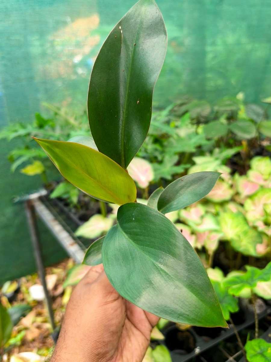 Philodendron Red Congo ( Tissue Culture Plant in Jiffy Bag) - Image 5