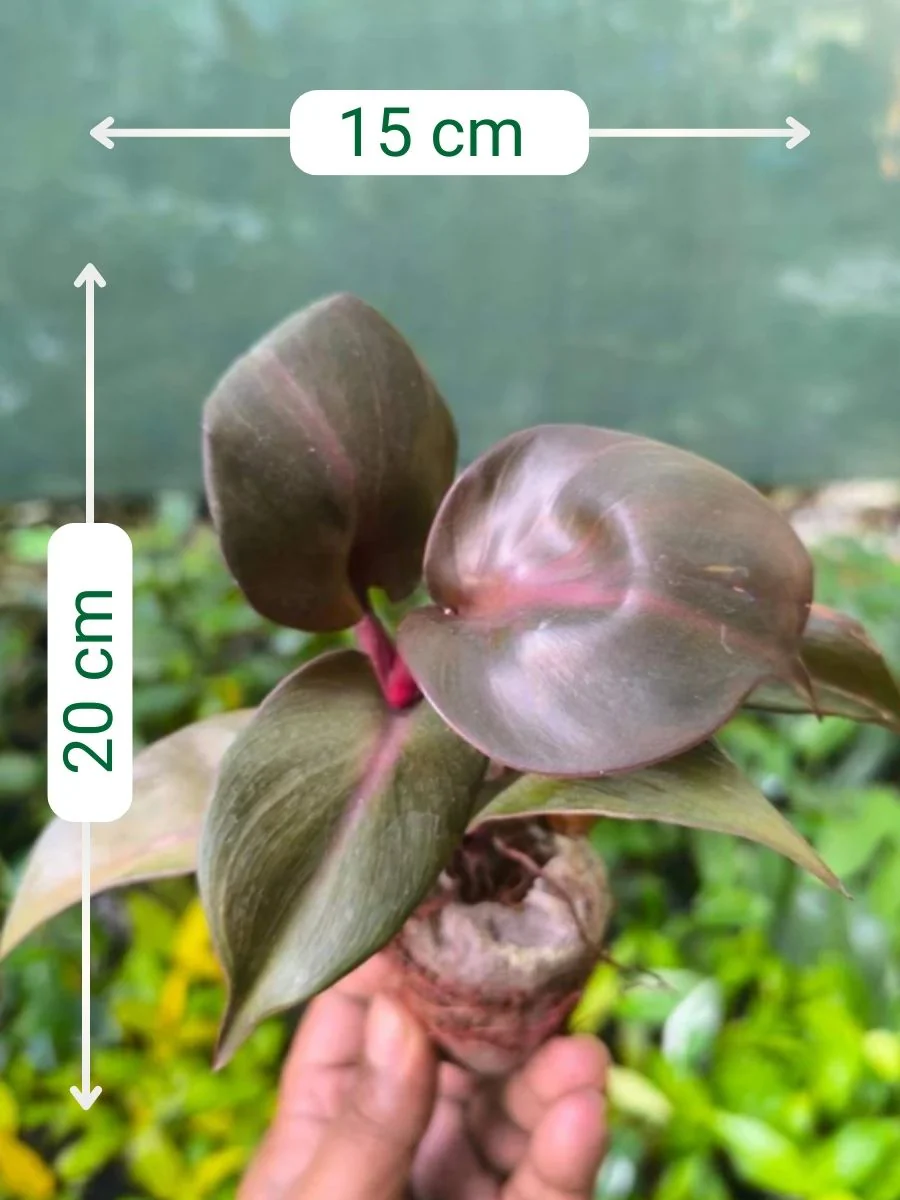 Philodendron Red Heart (Tissue Culture Plant in Jiffy Bag) - Image 2