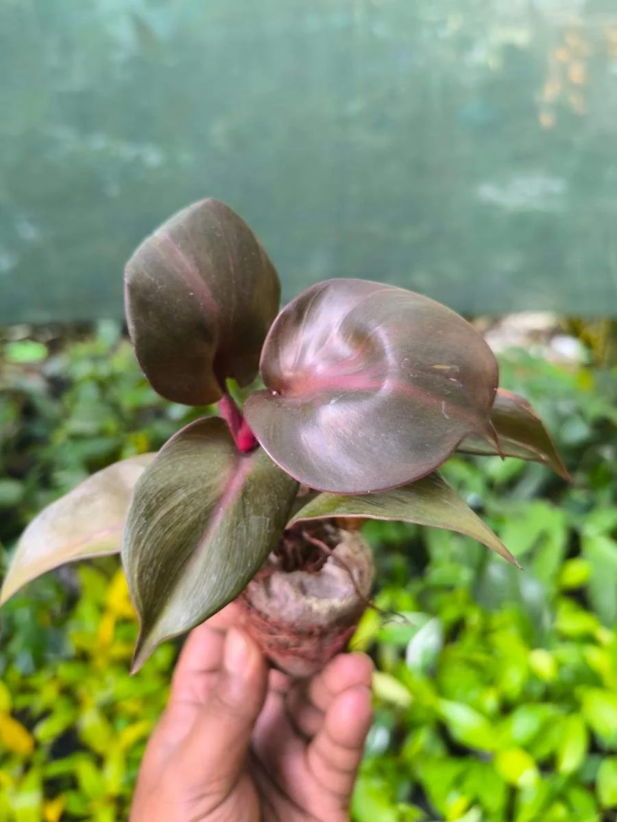 Philodendron Red Heart (Tissue Culture Plant in Jiffy Bag) - Image 3