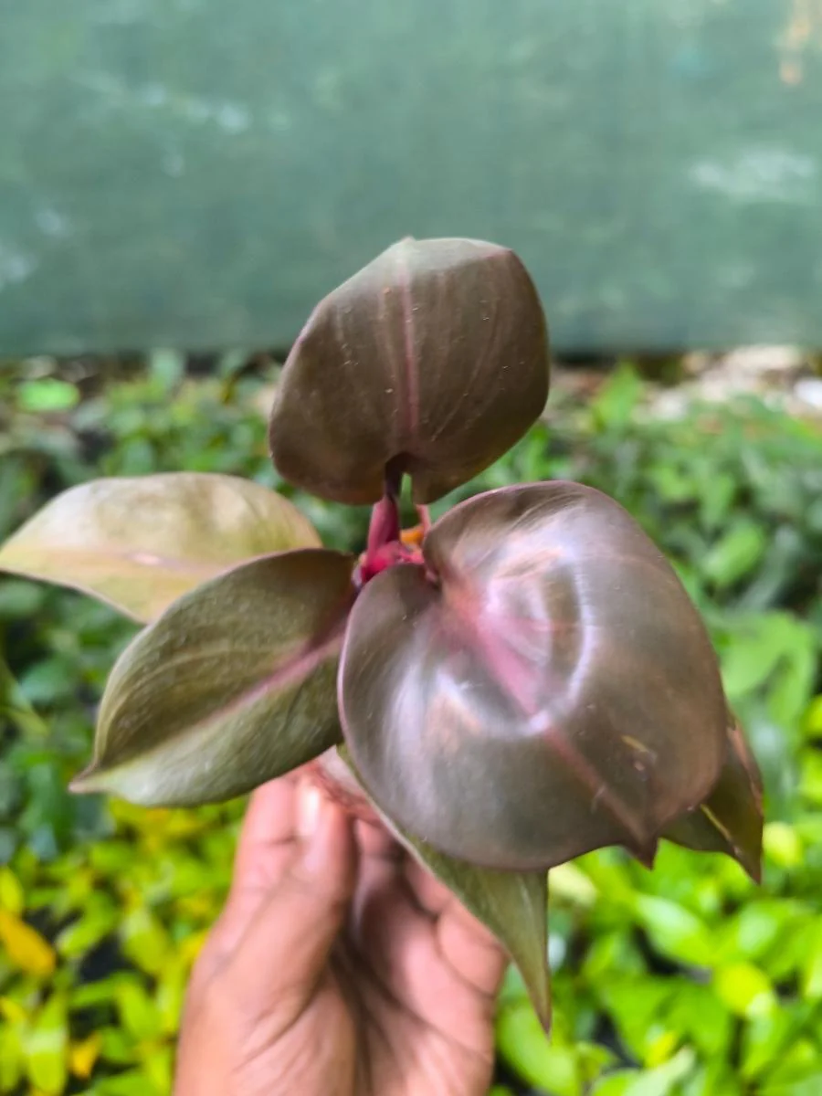 Philodendron Red Heart (Tissue Culture Plant in Jiffy Bag) - Image 4