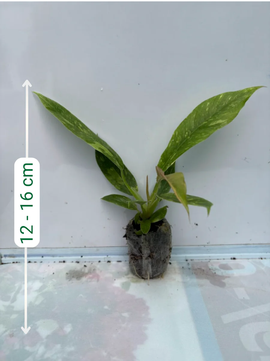 Philodendron Ring of Fire Variegated (Tissue Culture Plant in Jiffy Bag) - Image 2