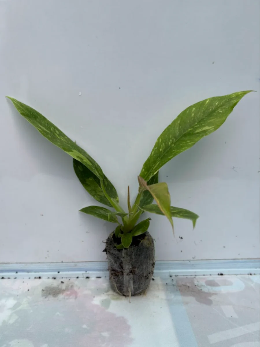 Philodendron Ring of Fire Variegated (Tissue Culture Plant in Jiffy Bag) - Image 3