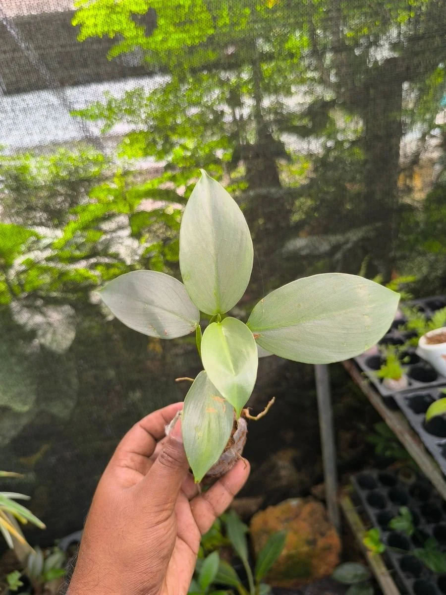 Philodendron Silver Sword (Tissue Culture Plant in Jiffy Bag) - Image 3