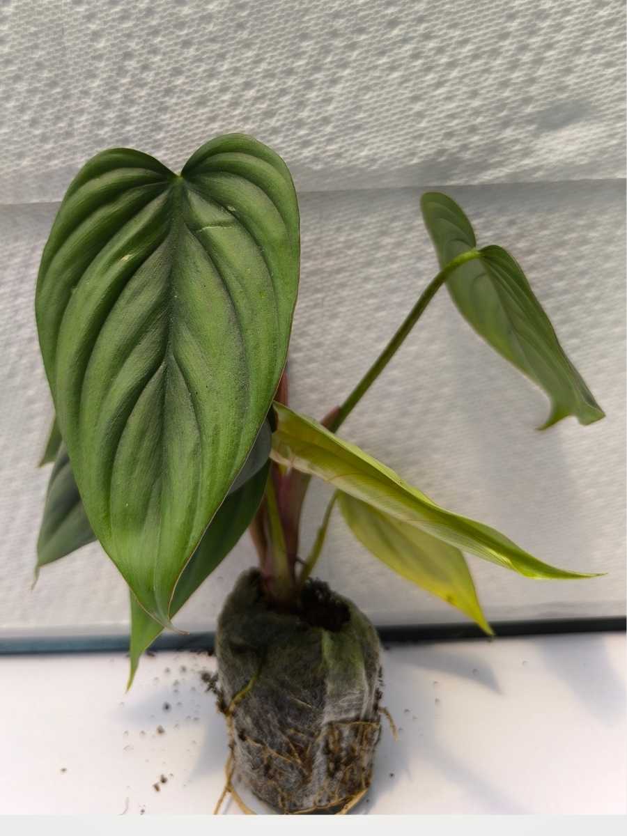 Philodendron Sp.Colombia (Tissue Culture Plant in Jiffy bag) - Image 3