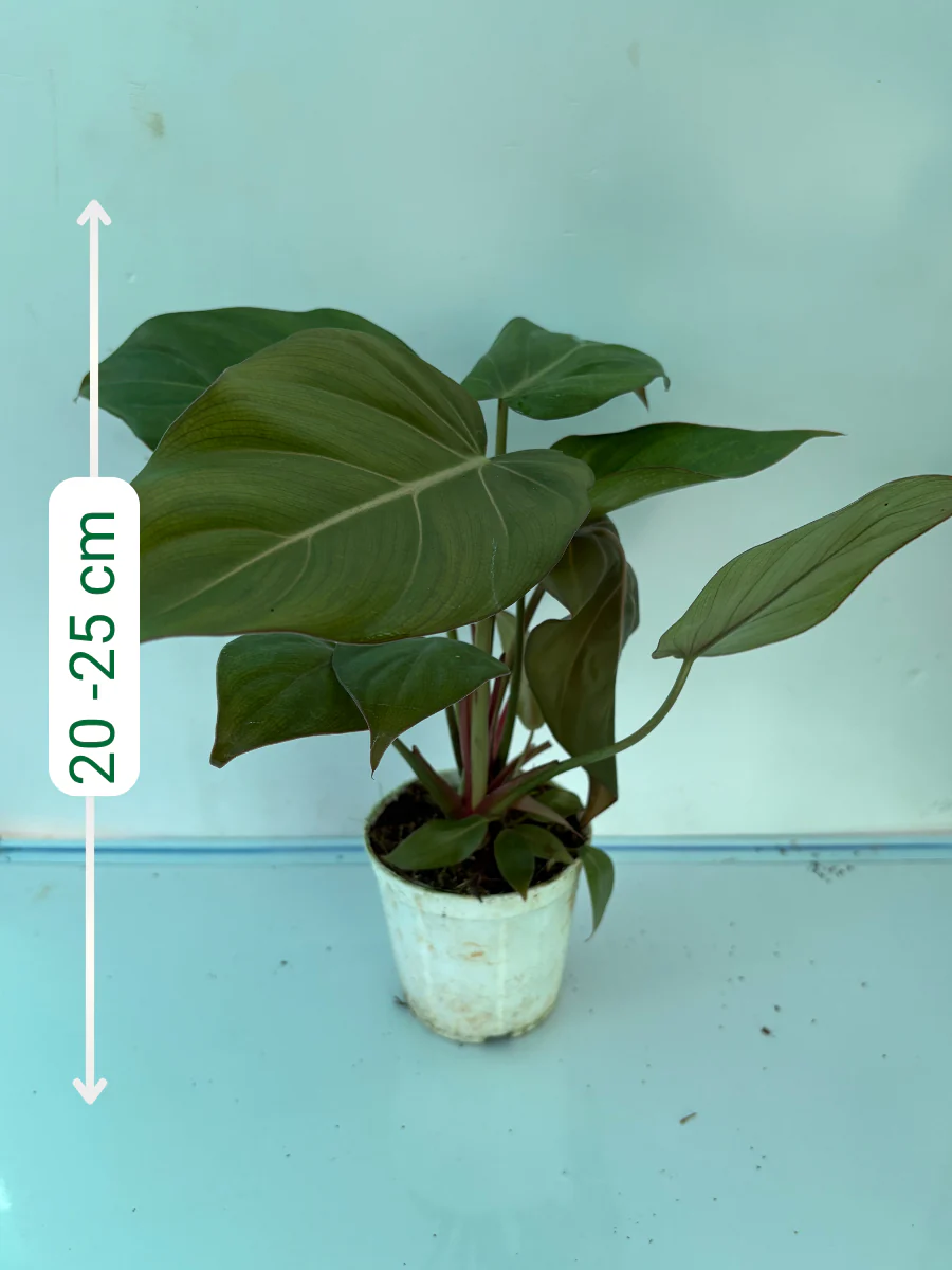 Philodendron Summer Glory Medium Sized Plant With Pot - Image 2