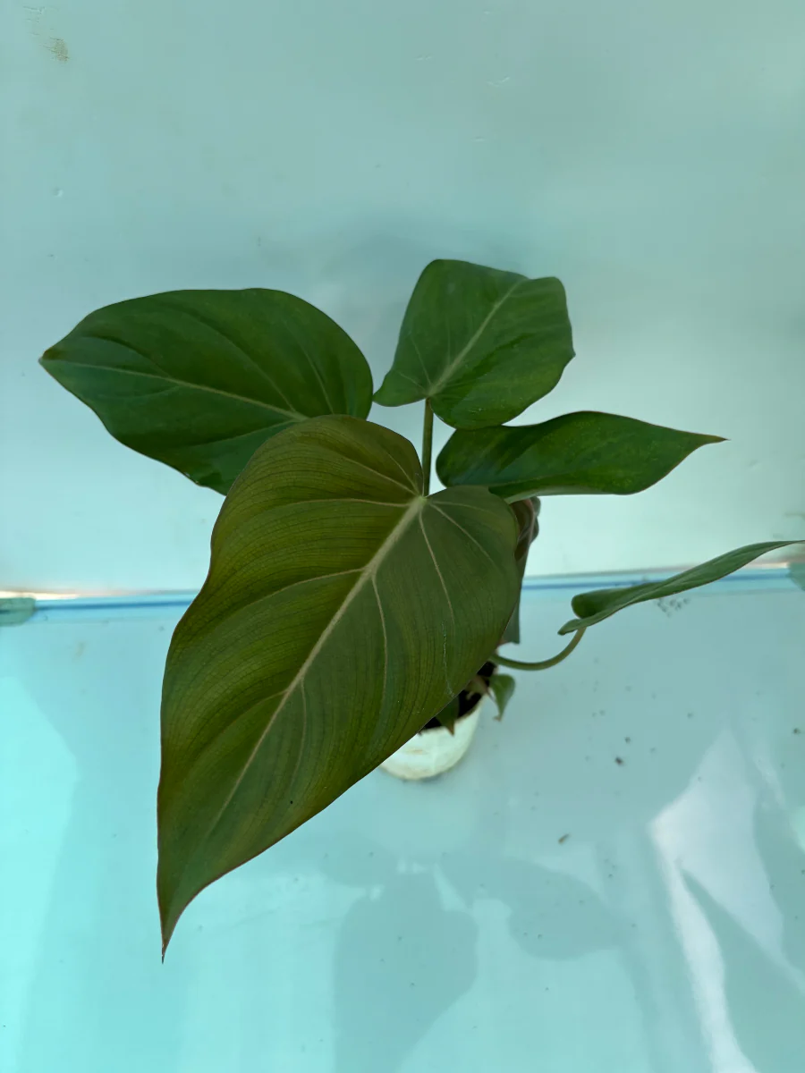 Philodendron Summer Glory Medium Sized Plant With Pot - Image 3