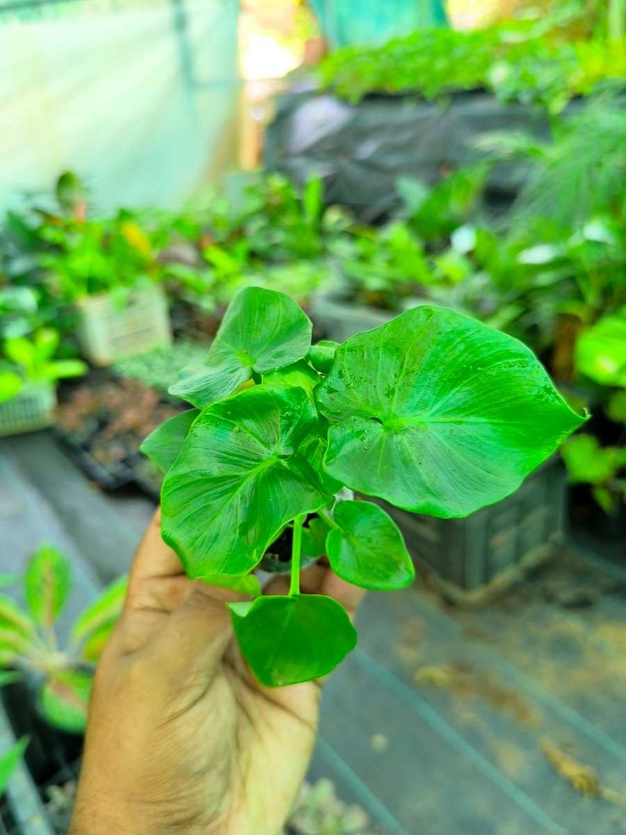 Philodendron Super Atom ( Tissue Culture Plant in Jiffy bag ) - Image 3