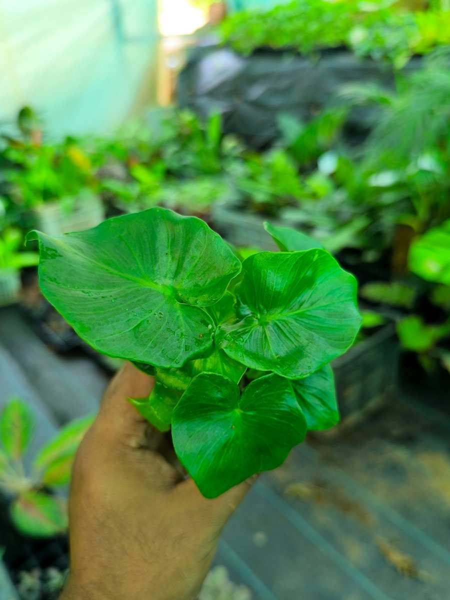 Philodendron Super Atom ( Tissue Culture Plant in Jiffy bag ) - Image 4