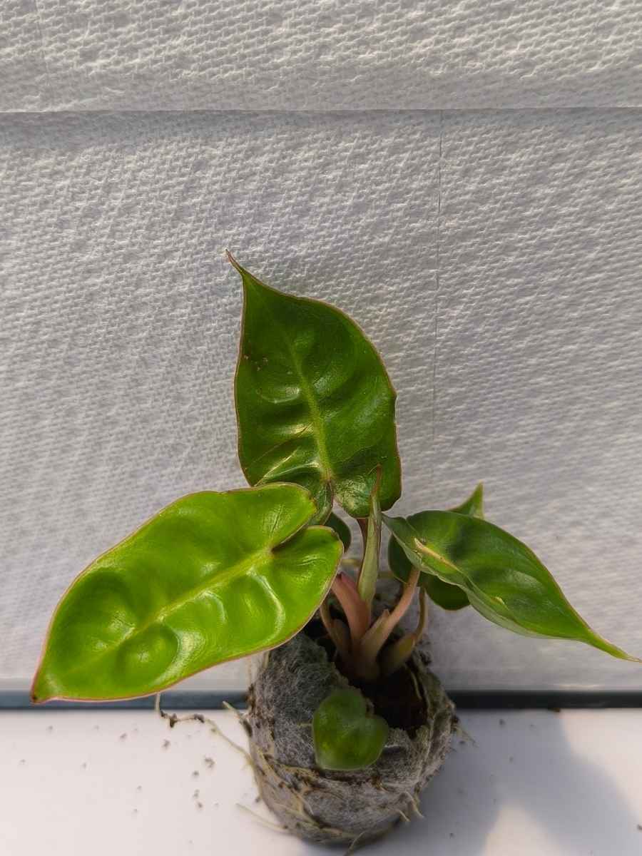Philodendron Billitae i ( Tissue Culture Plant in Jiffy Bag) - Image 4