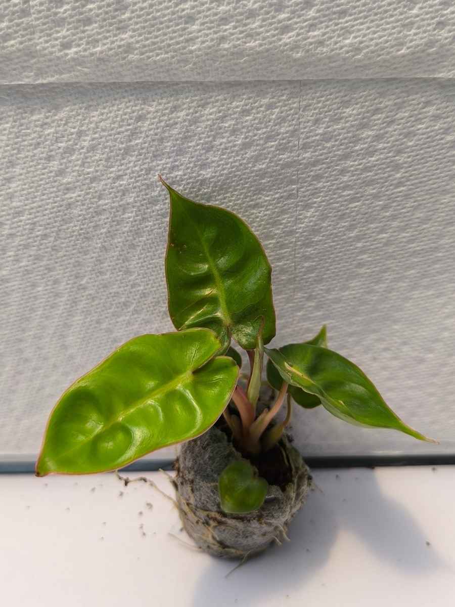Philodendron Billitae i ( Tissue Culture Plant in Jiffy Bag) - Image 5