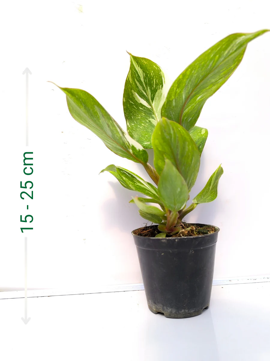 Philodendron White Knight Marble Medium Sized Plant Without Pot - Image 2