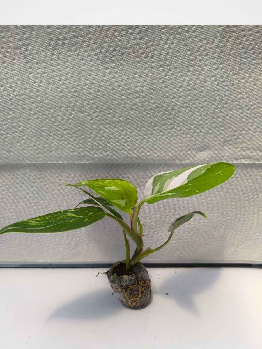 Philodendron White Princess ( Tissue Culture Plant in Jiffy bag) - Image 3