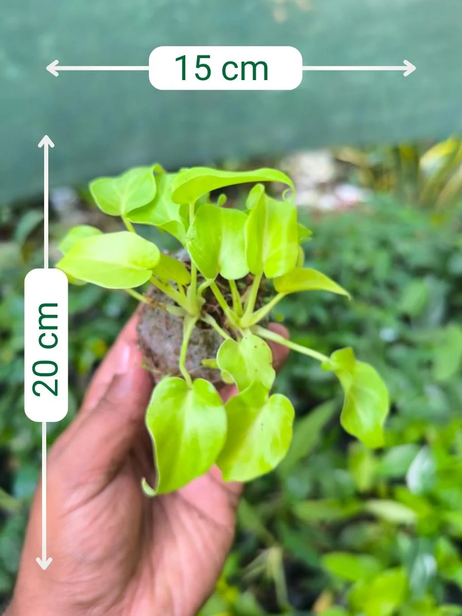 Philodendron Xanadu Golden (Tissue Culture Plant in jiffy bag ) - Image 2