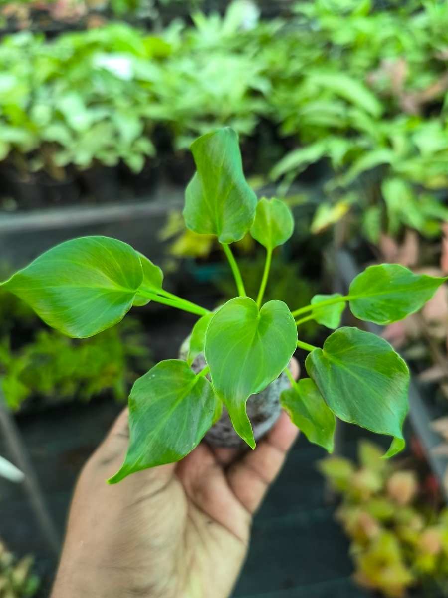 Philodendron Xanadu (Tissue Culture Plant in Jiffy) - Image 3
