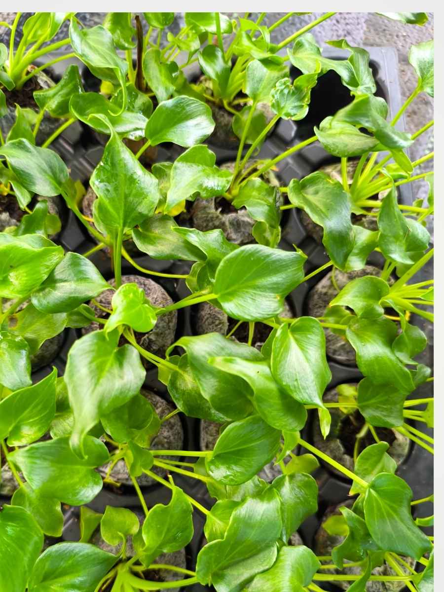 Philodendron Xanadu (Tissue Culture Plant in Jiffy) - Image 4