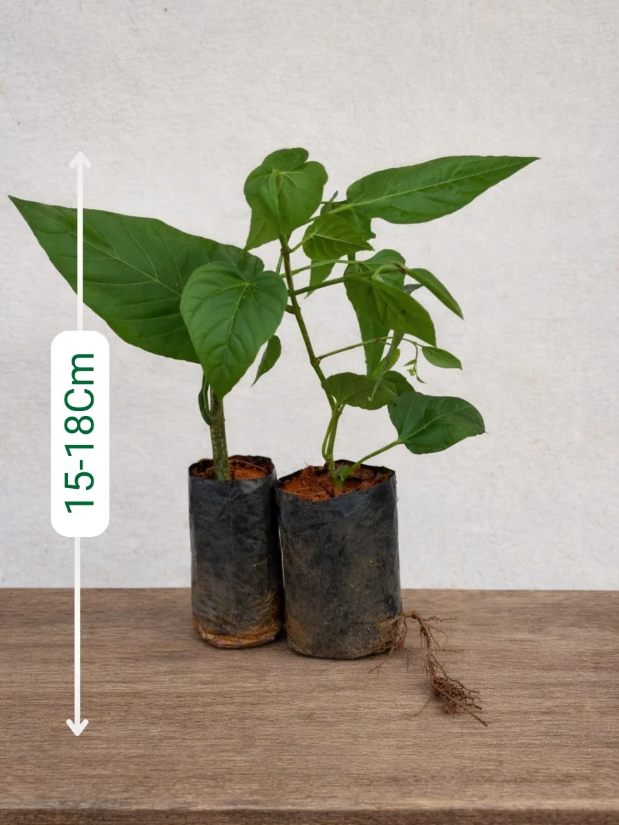 Princess Vine 666-Combo of 3 Plants(In Jiffy Bags) - Image 2