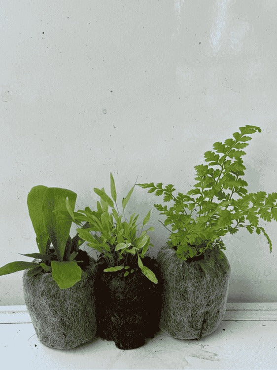 Rare Ferns Combo 475-Staghorn +Bluestar +Leather Leaf (In Jiffy Bags) - Image 3