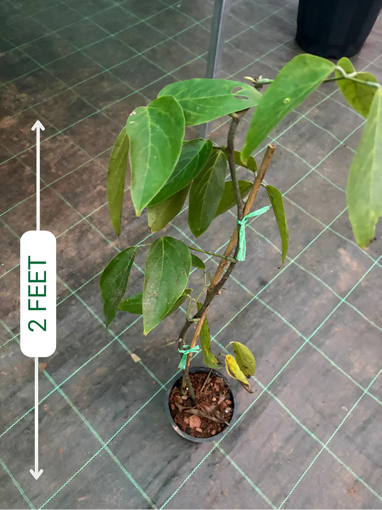 Red Jade Vine (Well rooted Plant) with Pot - Image 2