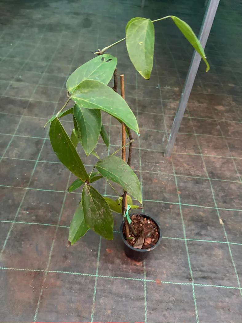 Red Jade Vine (Well rooted Plant) with Pot - Image 3