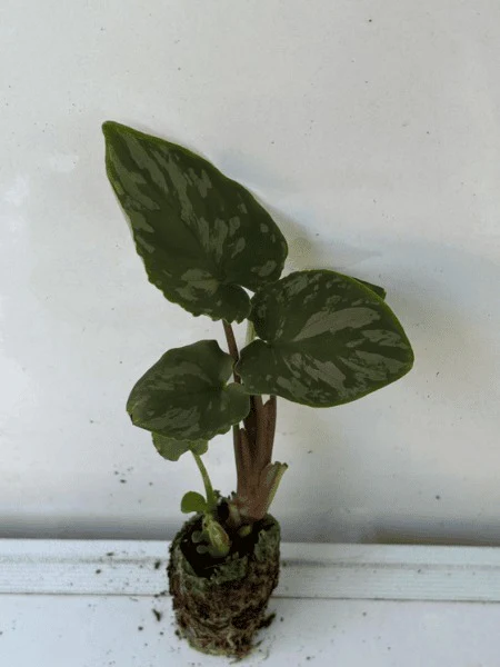 Schismatoglottis Frog Plant (In Jiffy Bags)