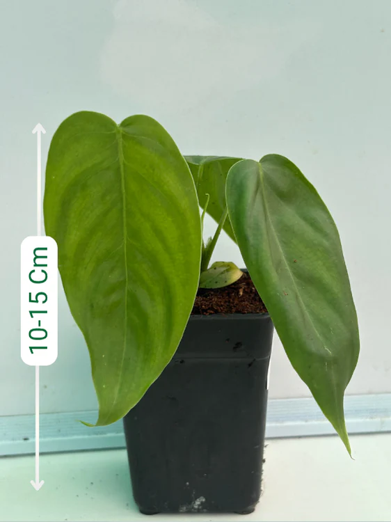 Philodendron Sharoniae (Well rooted Plant in Jiffy bag) - Image 2