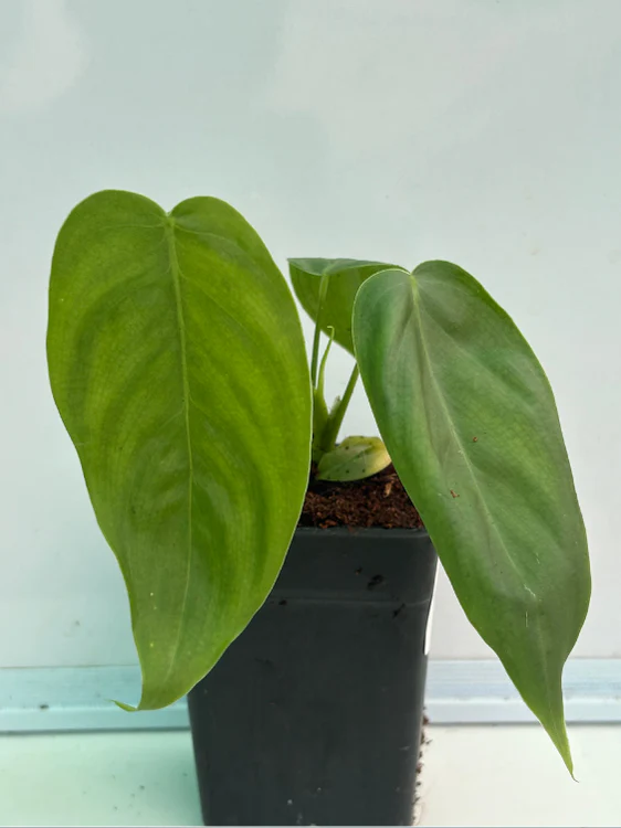 Philodendron Sharoniae (Well rooted Plant in Jiffy bag) - Image 3