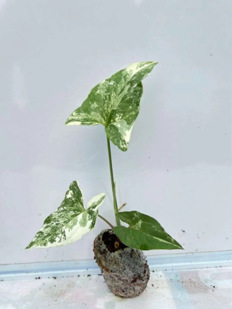 Syngonium Albo (Tissue Culture Plant in Jiffy Bag)