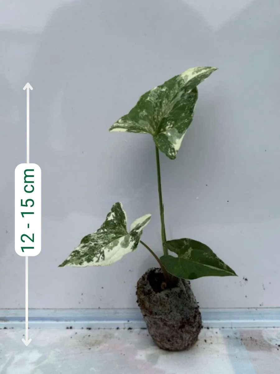 Syngonium Albo (Tissue Culture Plant in Jiffy Bag) - Image 2