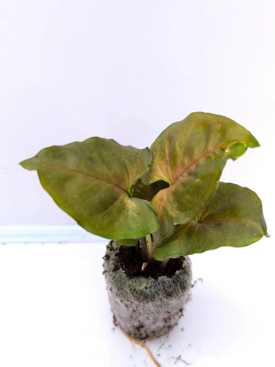 Syngonium Bronze (Tissue Culture Plant in Jiffy Bag) - Image 2