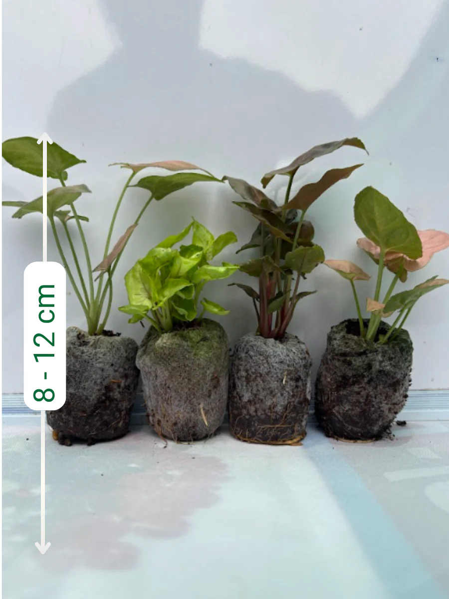 Syngonium combo 444 ( Pink Arrow, Mango Allusion, Bronze, Neon Pink) Tissue Culture Plants in Jiffy Bags - Image 2