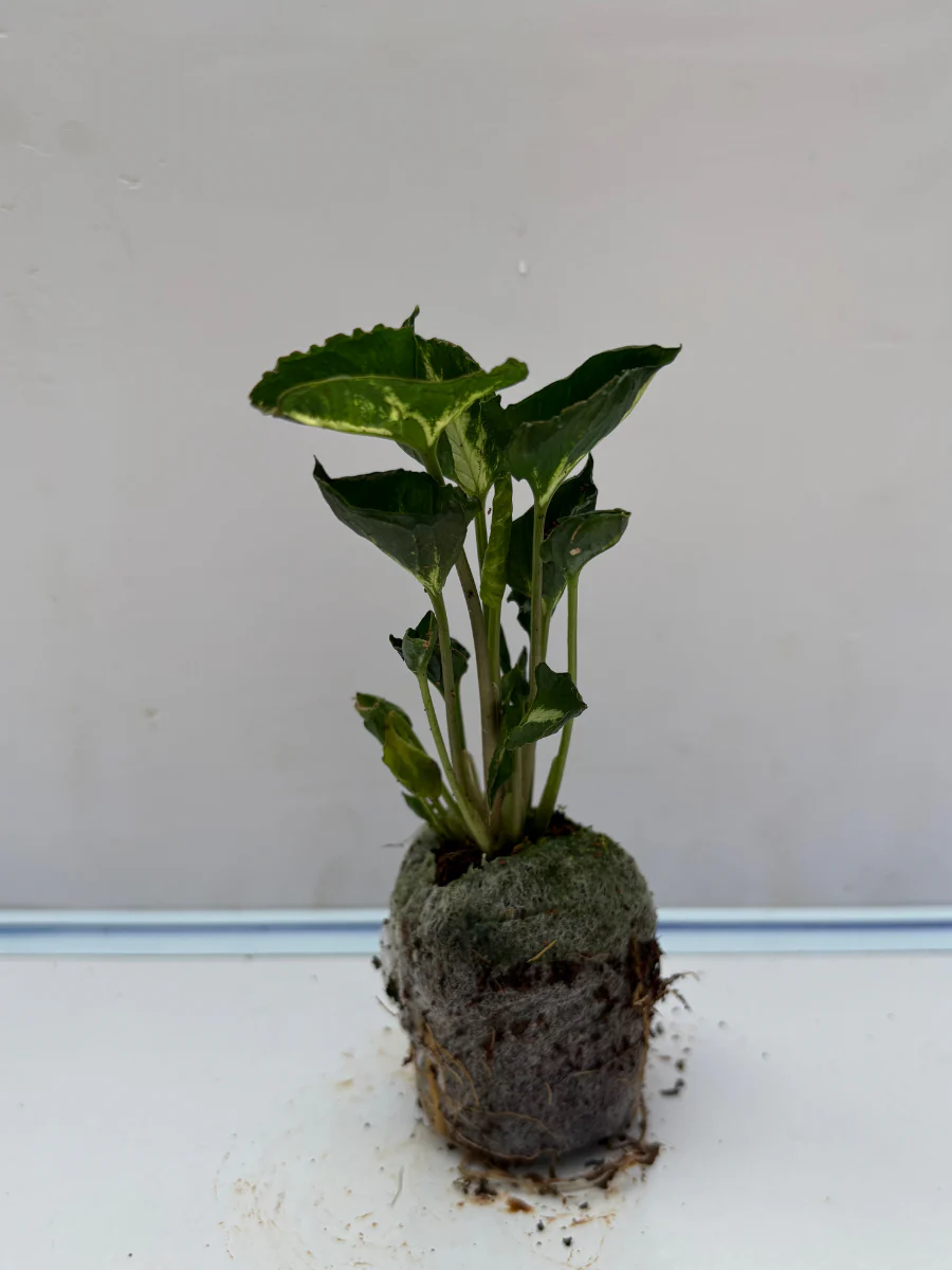 Syngonium Godzilla (Tissue Culture Plant in Jiffy Bag)