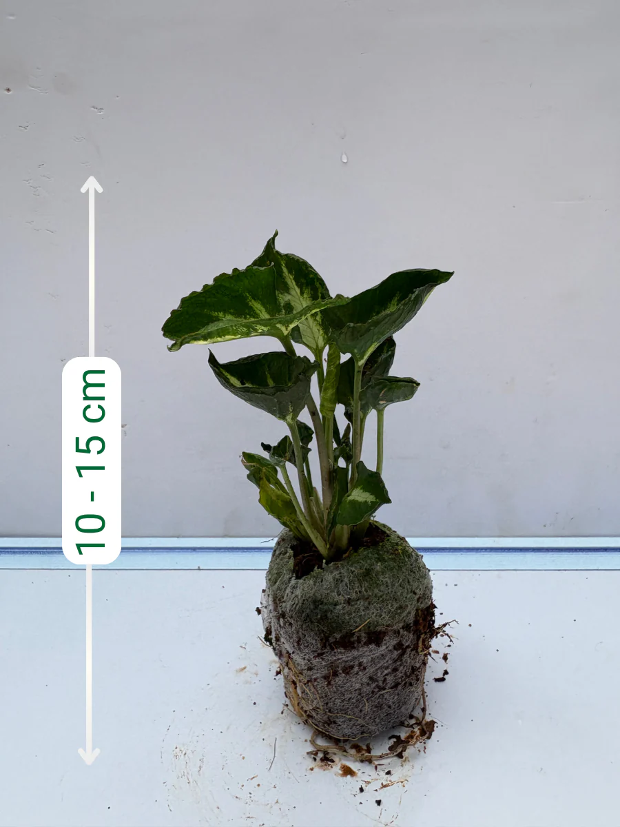 Syngonium Godzilla (Tissue Culture Plant in Jiffy Bag) - Image 2
