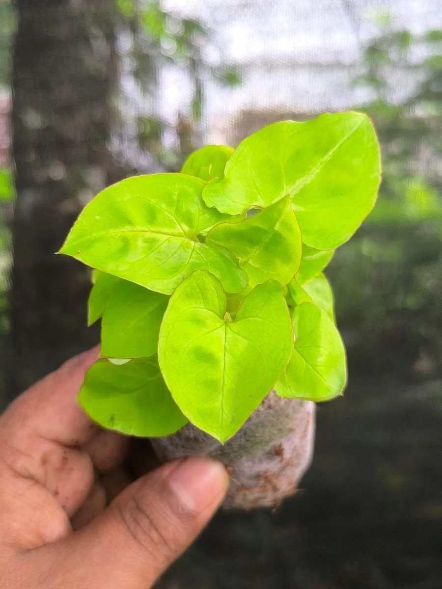 Syngonium 'Gold Allusion' (Tissue Culture Plant in Jiffy Bag) - Image 2