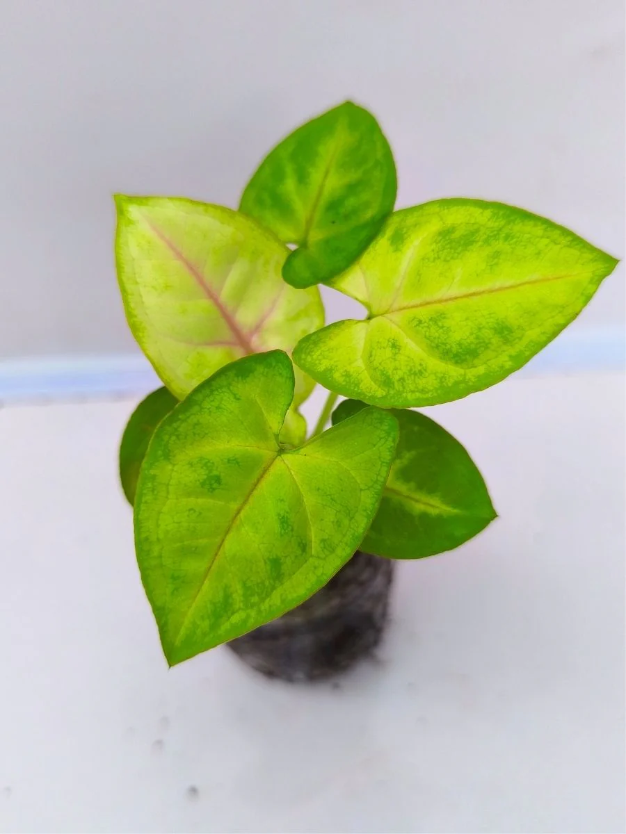 Syngonium 'Gold Allusion' (Tissue Culture Plant in Jiffy Bag) - Image 5