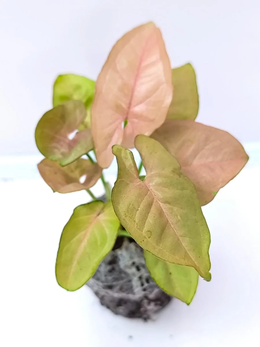 Syngonium Neon Pink (Tissue Culture Plant in Jiffy Bag) - Image 3