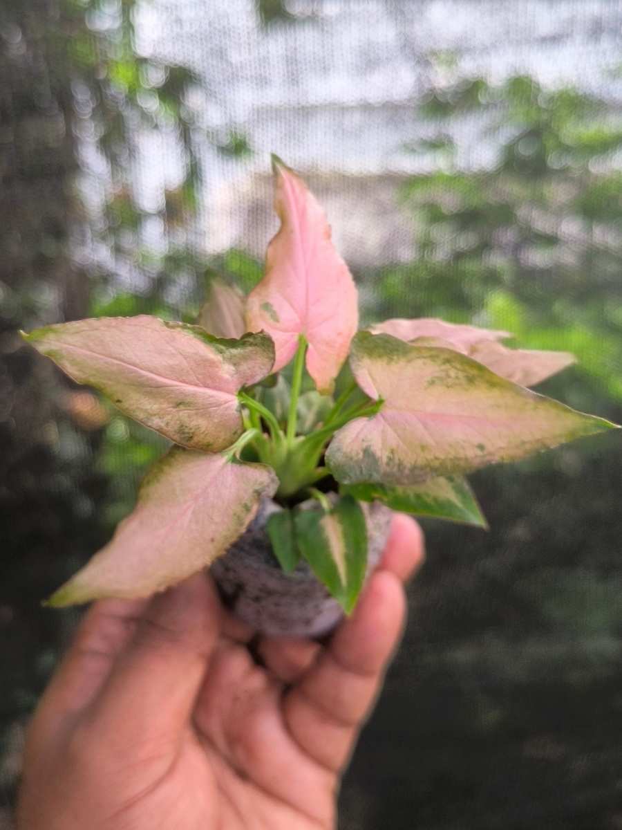 Syngonium Pink Arrow ( Tissue Culture Plant in Jiffy bag) - Image 3
