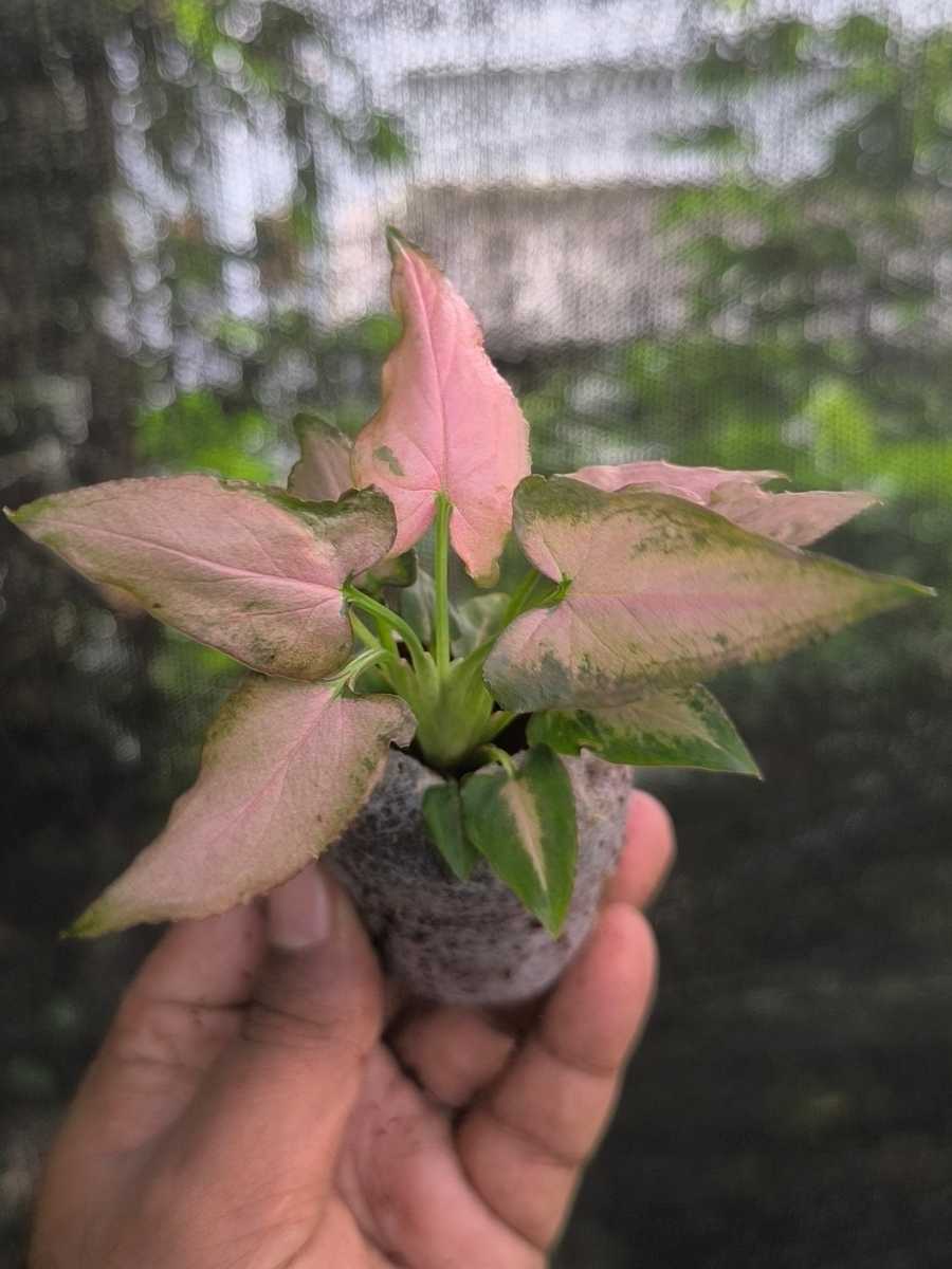Syngonium Pink Arrow ( Tissue Culture Plant in Jiffy bag) - Image 4