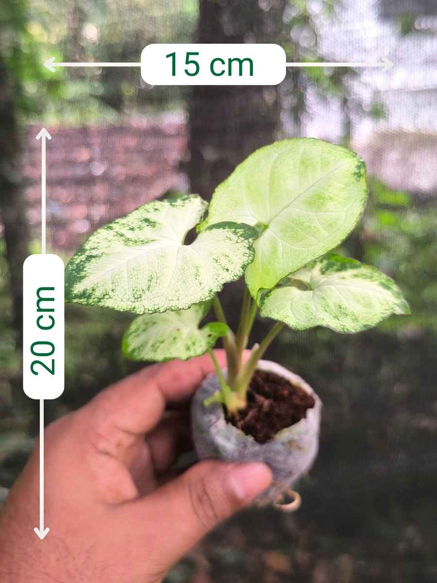 Syngonium Pixy (Tissue Culture Plant in Jiffy Bag) - Image 3