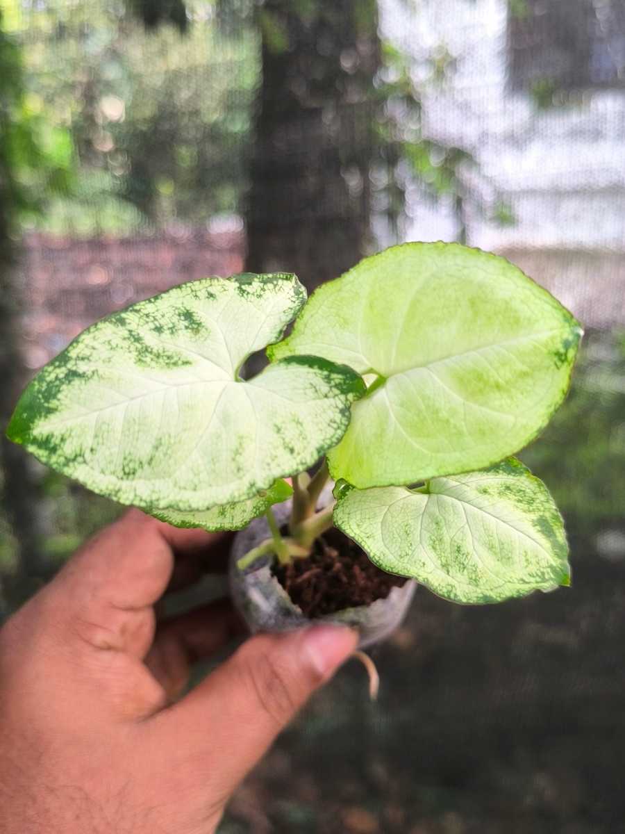 Syngonium Pixy (Tissue Culture Plant in Jiffy Bag) - Image 4
