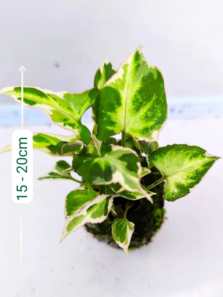 Syngonium Starlite (Tissue Culture Plant in Jiffy Bag)
