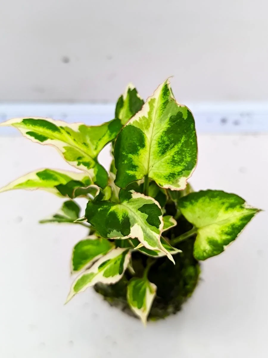 Syngonium Starlite (Tissue Culture Plant in Jiffy Bag) - Image 2