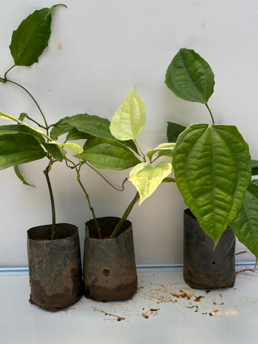 Thunbergia Combo 840 (3 Varieties of Thunbergia Plants in Poly Bags) - Image 3