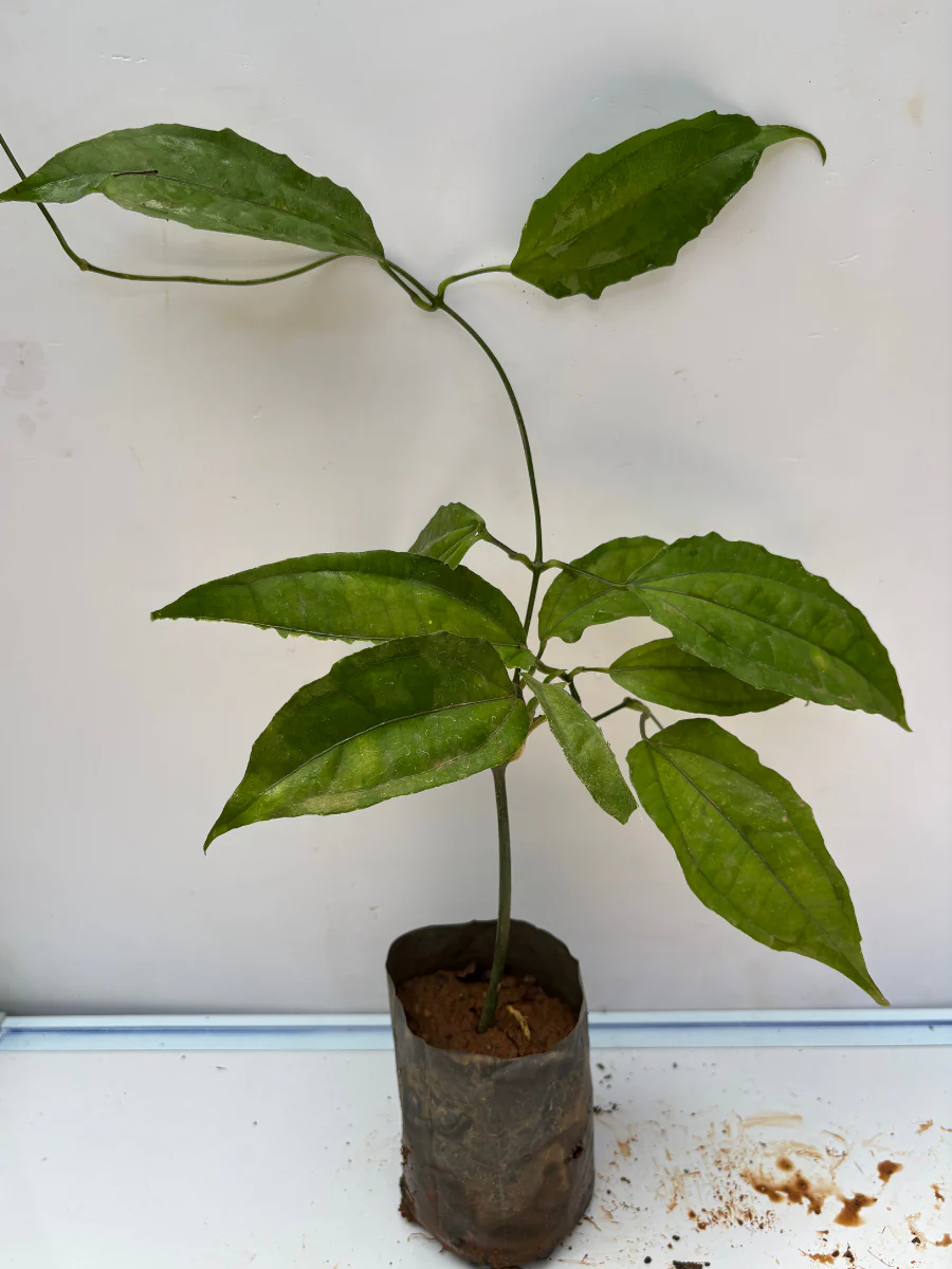 Thunbergia (Ladies Shoe plant , Normal variety) Rooted plant in poly bag - Image 3