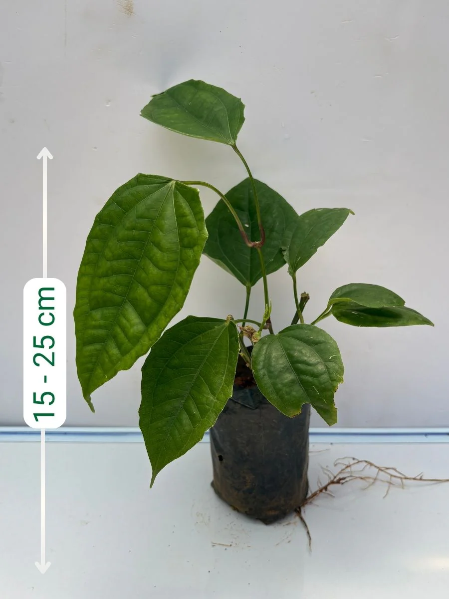Thunbergia Mysorensis Rooted plant in poly bag - Image 3