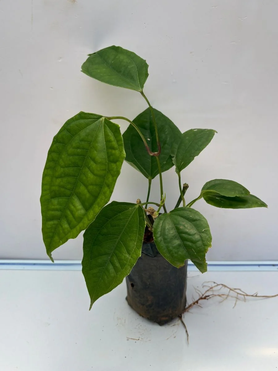 Thunbergia Mysorensis Rooted plant in poly bag - Image 4