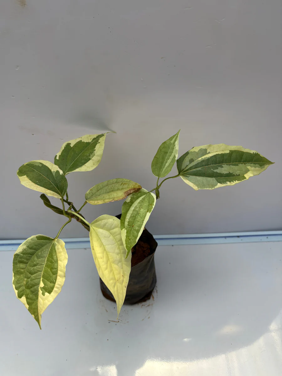 Thunbergia variegated  (Ladies Shoe plant , variegated variety) Rooted plant in poly bag - Image 3