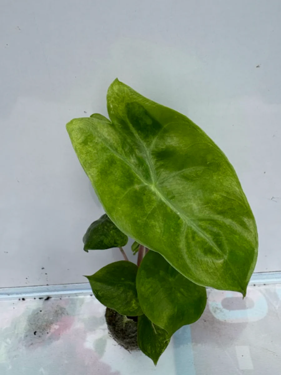 Alocasia Variegated Pink Dragon (Tissue Culture Plant in Jiffy Bag) - Image 3