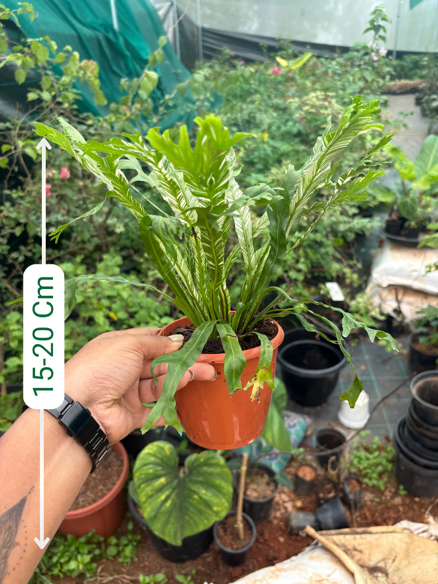 Variegated Fern - Image 2