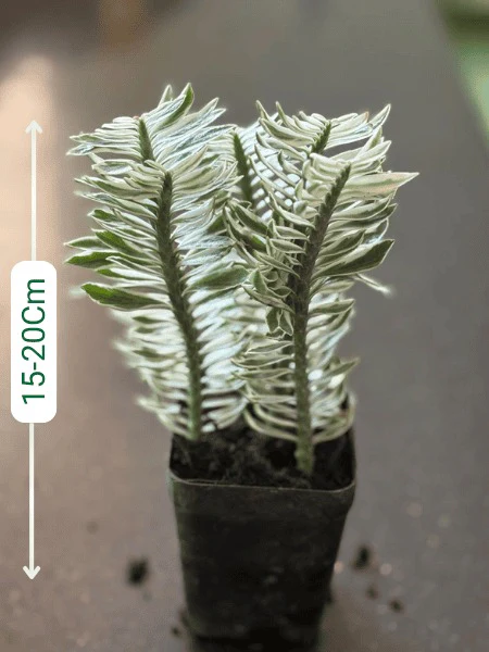 Variegated Pedilanthus (With Pot) - Image 2