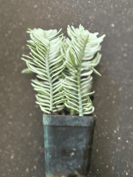 Variegated Pedilanthus (With Pot) - Image 3